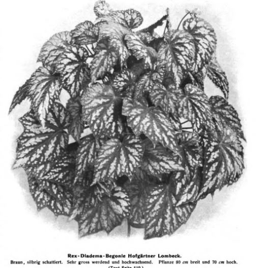 B. ‘Hofgärtner Lombeck’